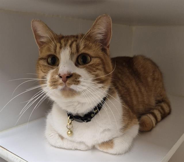 PHARAOH - Domestic Short Hair available for adoption