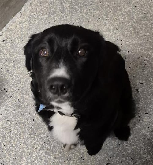 OREO - Border Collie available for adoption