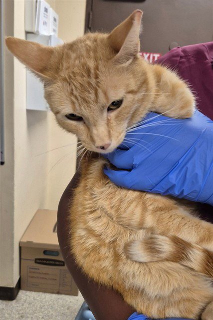 PUNKY - Domestic Short Hair available for adoption