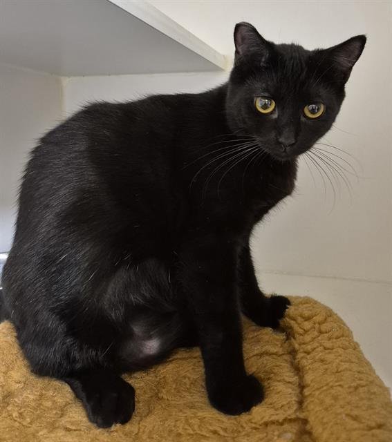 AVY - Domestic Short Hair available for adoption