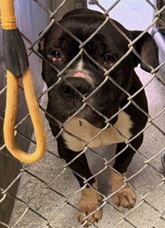 JOHNNY - Bulldog available for adoption