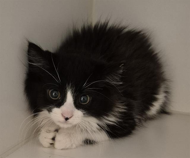 CHARLEY - Domestic Long Hair available for adoption