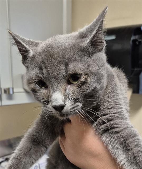 WESTLEY - Domestic Short Hair available for adoption