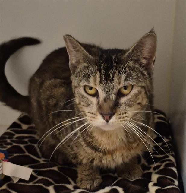 ELIZA - Domestic Short Hair available for adoption