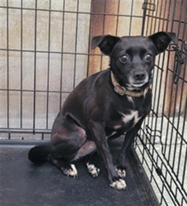 BETTY - Chihuahua available for adoption