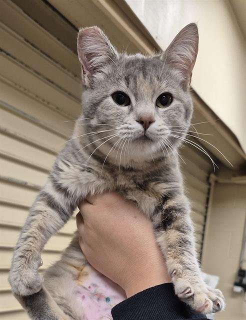 JUDITH - Domestic Short Hair available for adoption