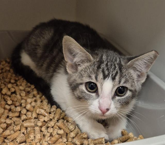 NORMAN - Domestic Short Hair available for adoption