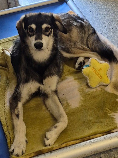 ROXY MAE - Whippet / Siberian Husky available for adoption