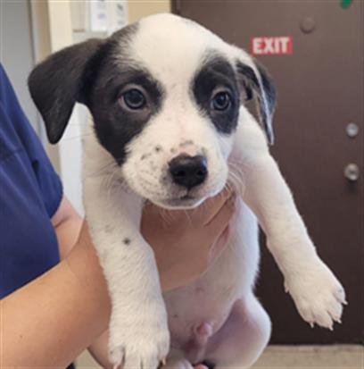 BANDIT - Australian Cattle Dog/Blue Heeler available for adoption