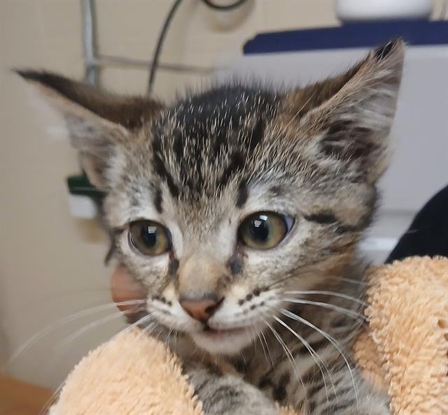 BLAZE - Domestic Short Hair available for adoption