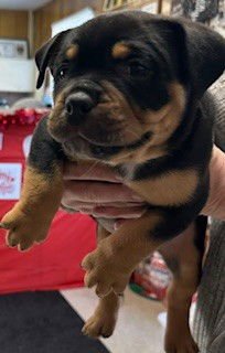 OLLIE - Bulldog available for adoption