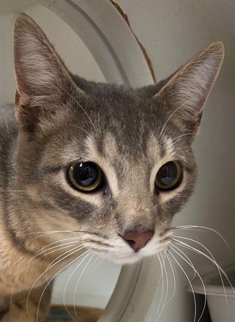 FRANCO - Domestic Short Hair available for adoption