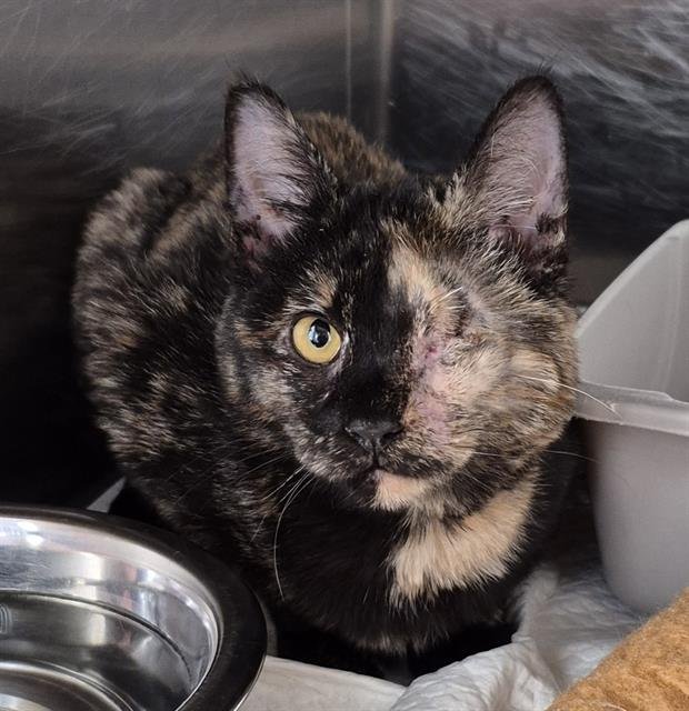 IRIS - Domestic Short Hair available for adoption