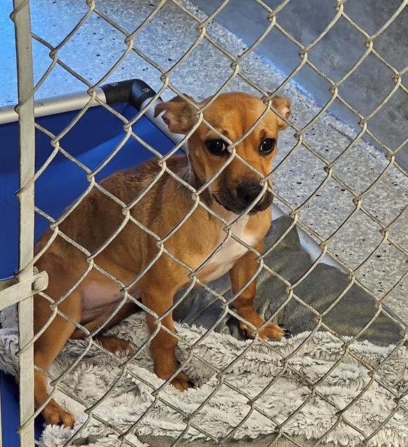 WINNIE - Chihuahua available for adoption