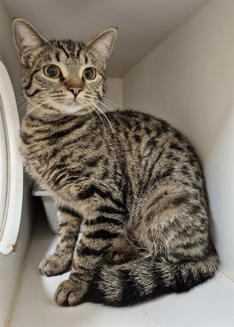 DAWN - Domestic Short Hair available for adoption