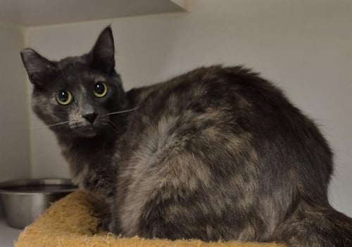 ANGELICA - Domestic Medium Hair for adoption in Stockton