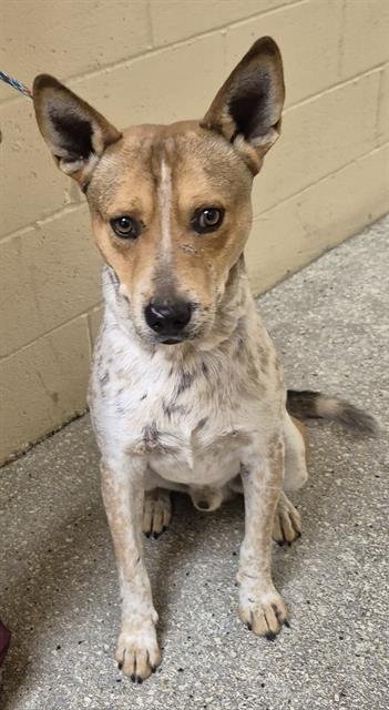 DINGO - Queensland Heeler available for adoption