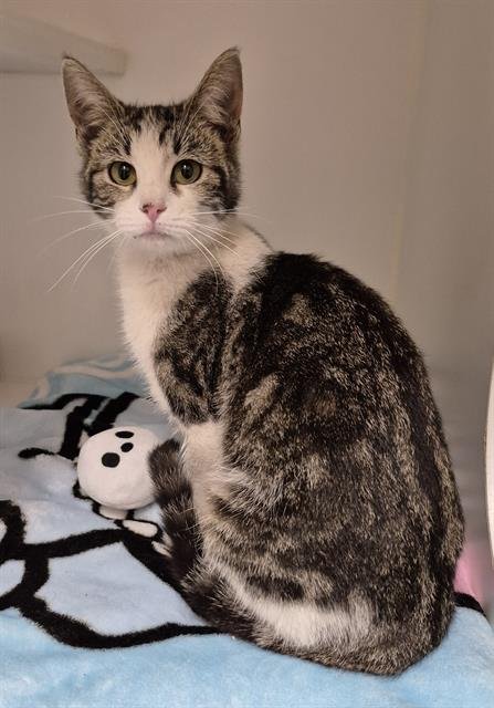 LISA - Domestic Short Hair available for adoption