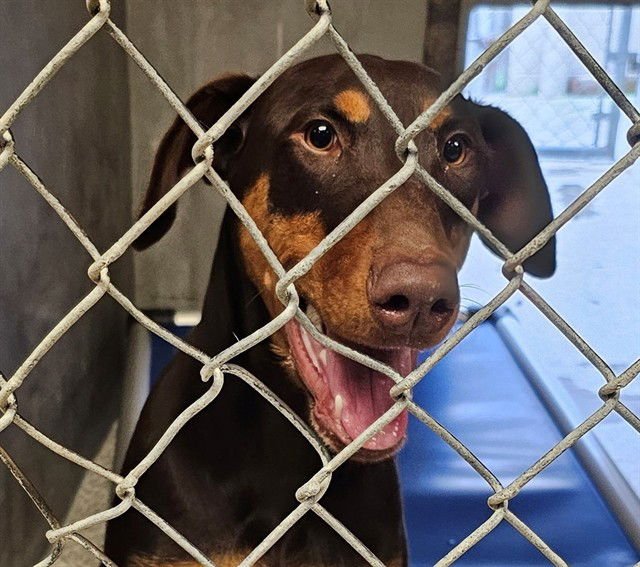 ELECTRA - Doberman Pinscher available for adoption