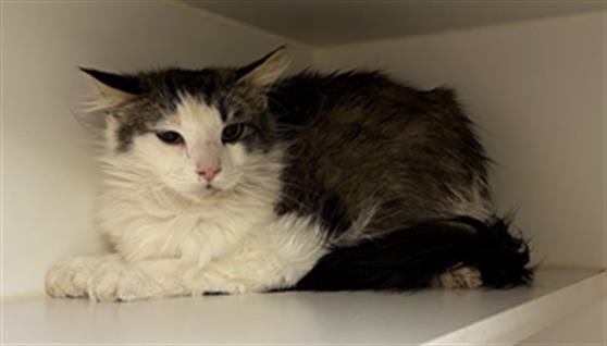 CRYSTAL BARN - Domestic Medium Hair for adoption in Stockton