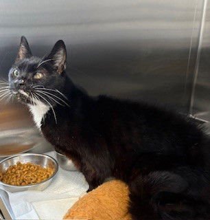 CUPCAKE - Domestic Short Hair available for adoption