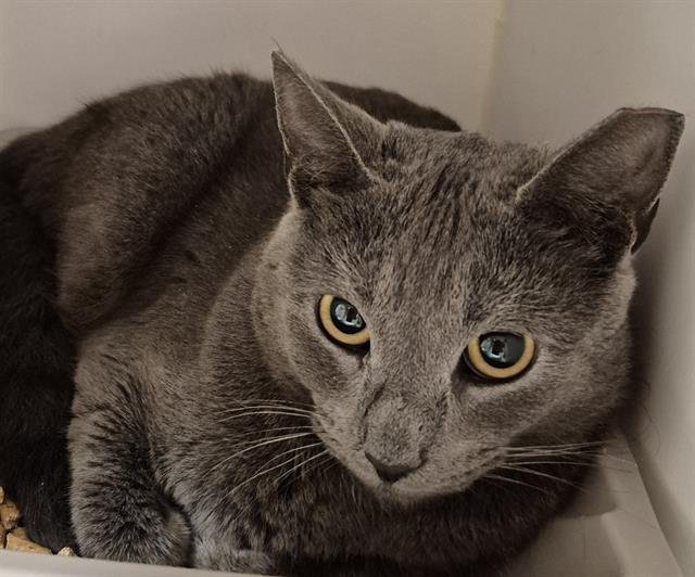 DELILAH - Domestic Short Hair available for adoption