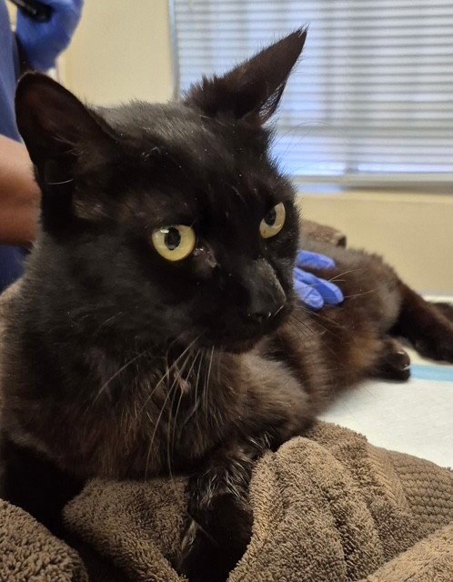 FRANKIE - Domestic Short Hair available for adoption