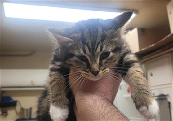 ZIPDRIVE - Domestic Short Hair available for adoption