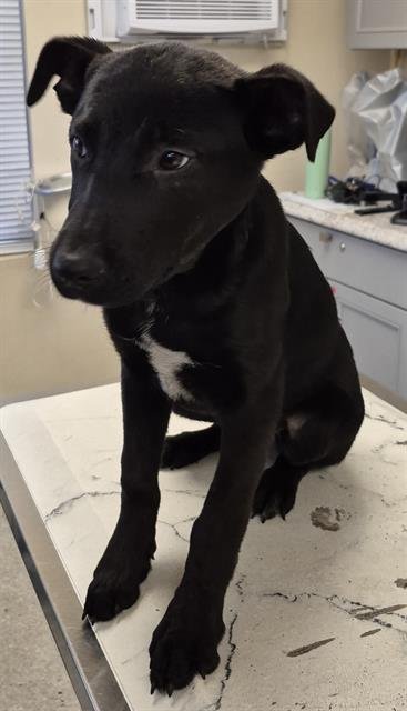 JOSEPHINE - German Shepherd Dog available for adoption