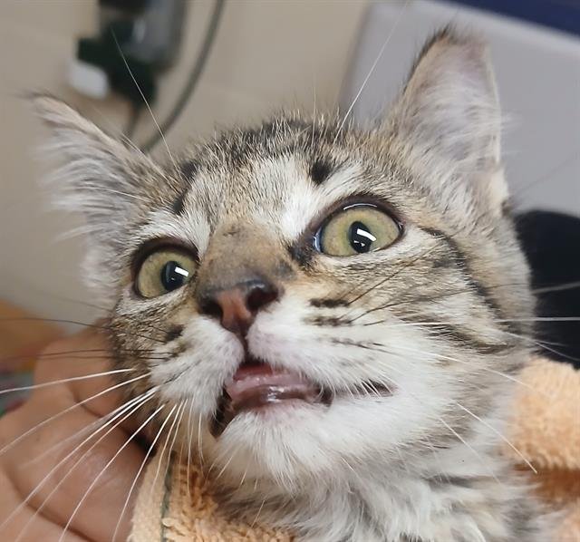 SIZZLE - Domestic Short Hair available for adoption