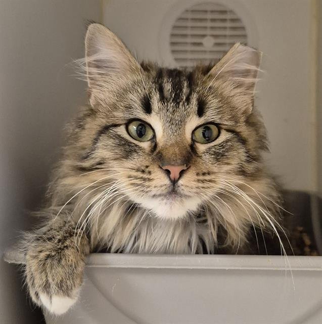 COCO - Domestic Long Hair available for adoption