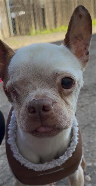 BUCK - Boston Terrier available for adoption