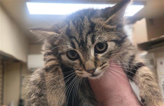 BEAU - Domestic Short Hair available for adoption