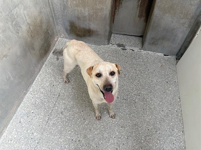 COLBY - Queensland Heeler / Chinese Shar-Pei available for adoption