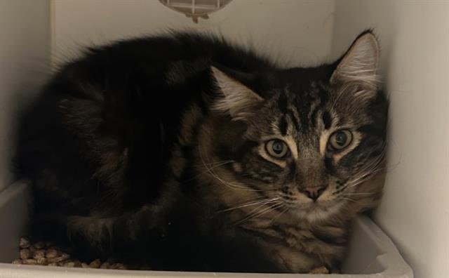 UNA - Domestic Long Hair available for adoption