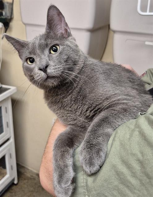 KNOX - Russian Blue available for adoption