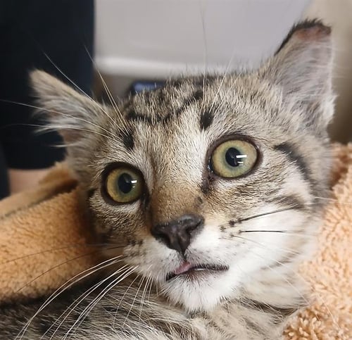 CRACKLE - Domestic Short Hair available for adoption