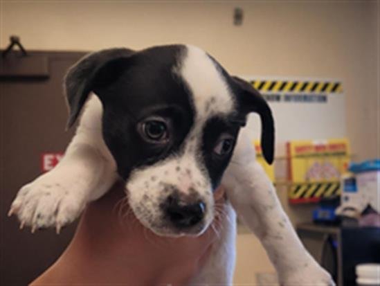 DOTTY - Australian Cattle Dog/Blue Heeler available for adoption