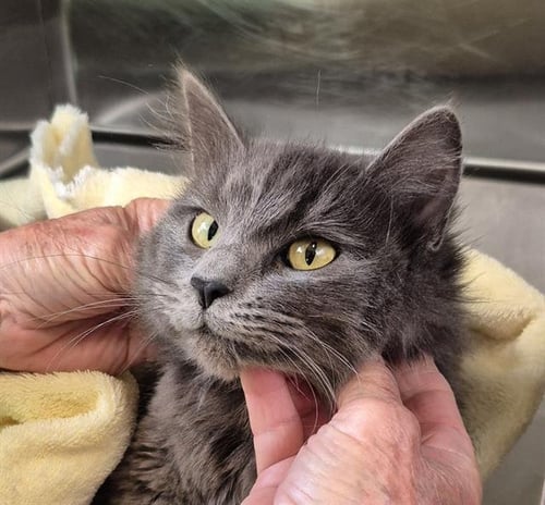 GRAZY - Domestic Short Hair for adoption in Stockton
