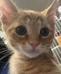 PURRITO - Photo 1
