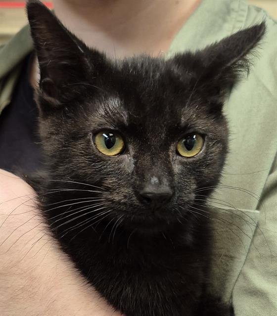 WANDA - Domestic Short Hair available for adoption