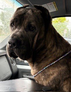 RUGA - Cane Corso Mastiff available for adoption