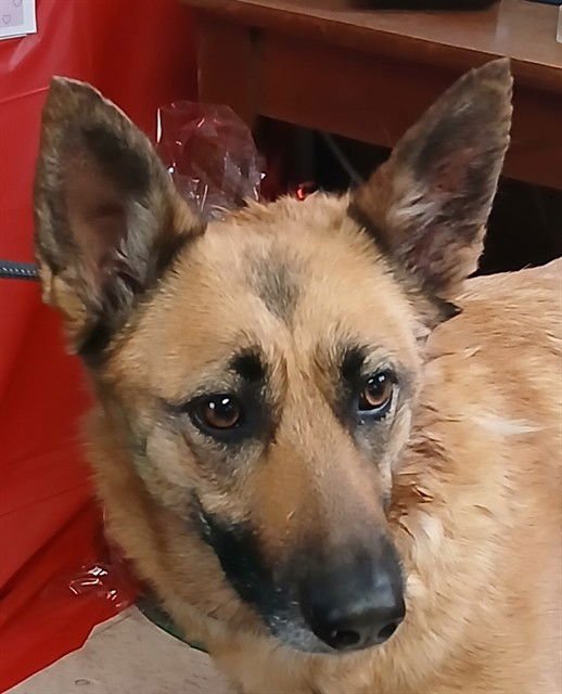 FEATHER - Belgian Shepherd Malinois available for adoption