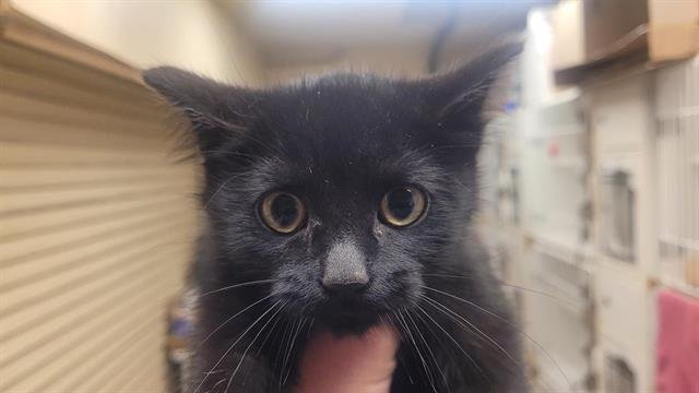 BOOTS - Domestic Short Hair available for adoption