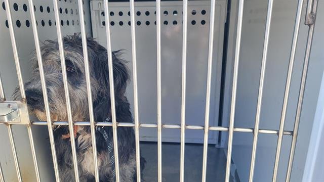 FIZZ - Poodle (Standard) available for adoption