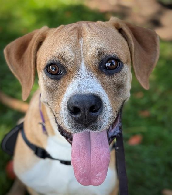 GOOZ - Boxer / Labrador Retriever available for adoption