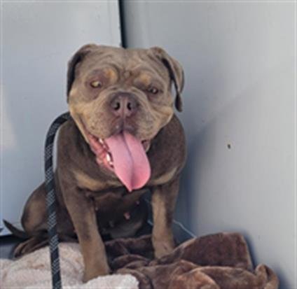 TAMMY - Bulldog available for adoption