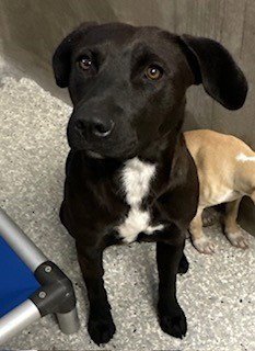 SKY - Labrador Retriever available for adoption