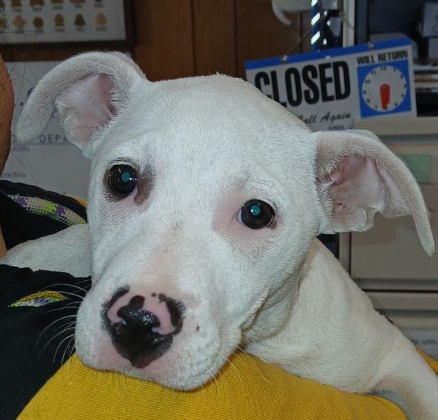 ROLLY POLY - Pit Bull Terrier available for adoption