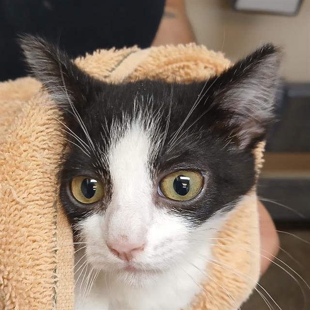 TIKKA - Domestic Short Hair available for adoption